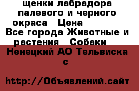 щенки лабрадора палевого и черного окраса › Цена ­ 30 000 - Все города Животные и растения » Собаки   . Ненецкий АО,Тельвиска с.